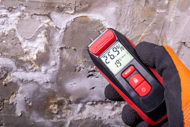 Best Basement Mold Remediation in Quartz Hill, CA