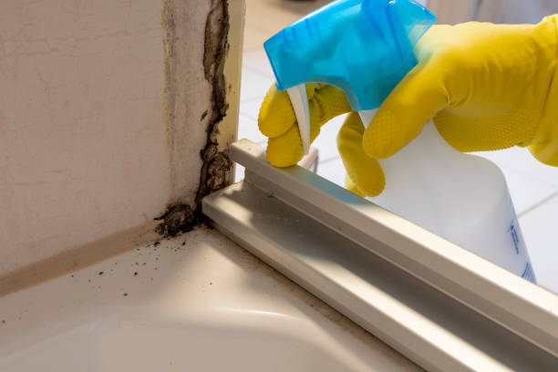 Best Attic Mold Remediation in Quartz Hill, CA