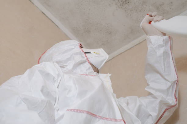 Best Emergency Mold Remediation in Quartz Hill, CA