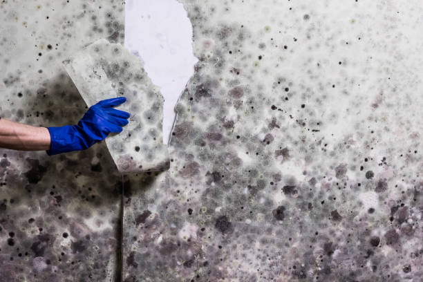 Best Industrial Mold Remediation in Quartz Hill, CA